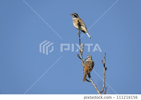 White fish White fish 111218156