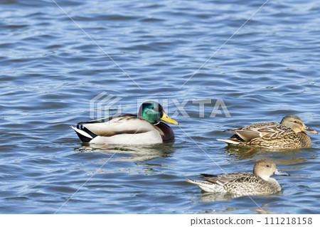 Mallard Mallard 111218158