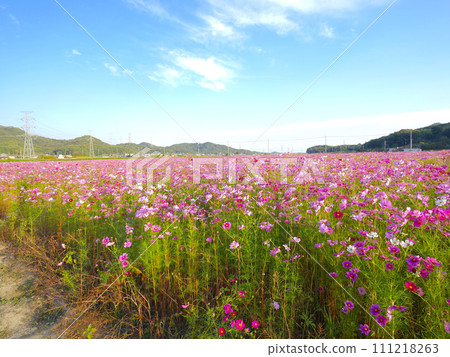 Cosmos field in Takahata, Shikata Town (Shikata Higashi Cosmos Festival) 111218263