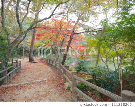 六甲山、二田公園和日本歷史公園 100 選之一的鹽原池的秋葉 111218265