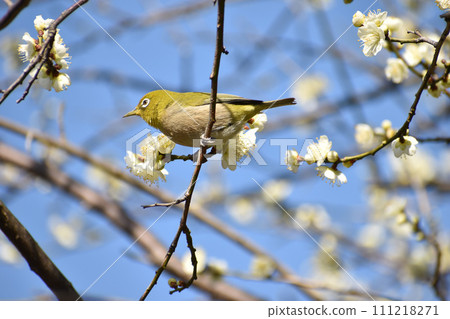 Early spring white plum and mezzo 111218271