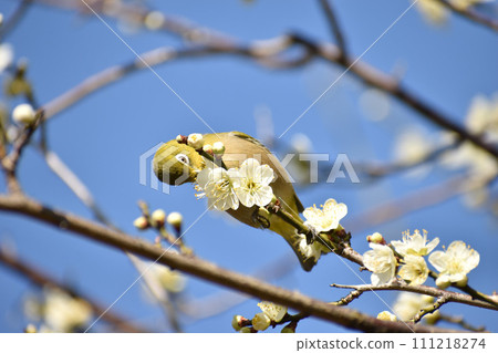 Early spring white plum and mezzo 111218274