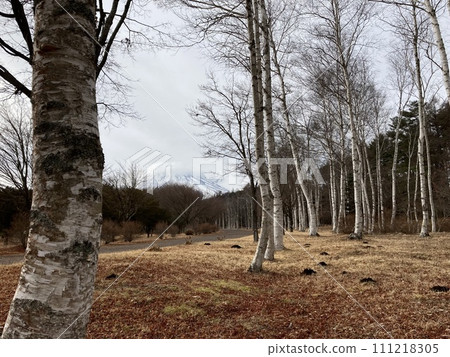 From the white birch forest to Kasakumo Fuji 2 From the white birch forest to Kasakumo Fuji 2 111218305
