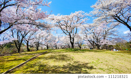 奧古薩城堡遺址公園(春季) 奧古薩城堡遺址公園(春季) 111218321