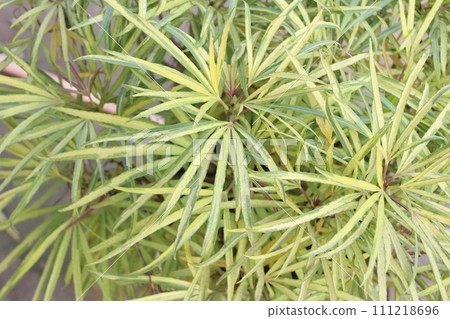 Close-up of Osmoxylon lineare leaf 111218696