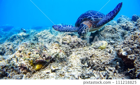 Akajima green turtle underwater photograph in Okinawa Akajima green turtle underwater photograph in Okinawa 111218825