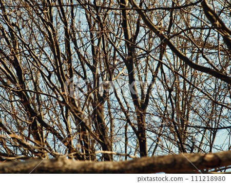 branches 111218980