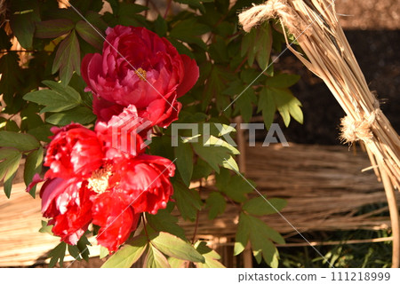 Red winter peony 111218999