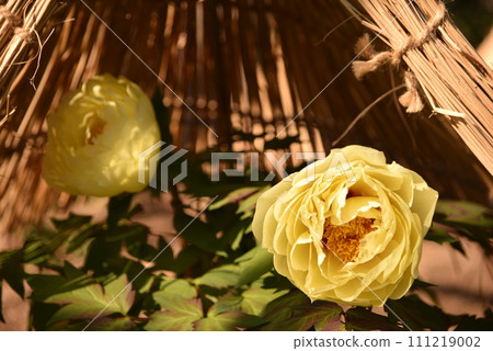 yellow winter peony 111219002