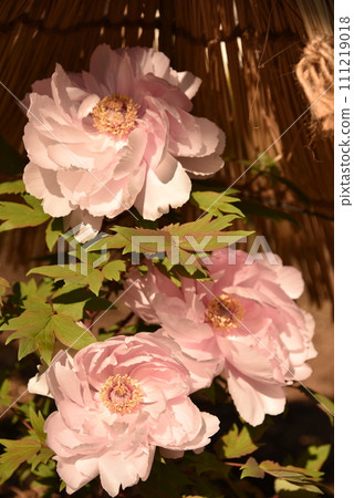 winter peony flowers and leaves peony 111219018