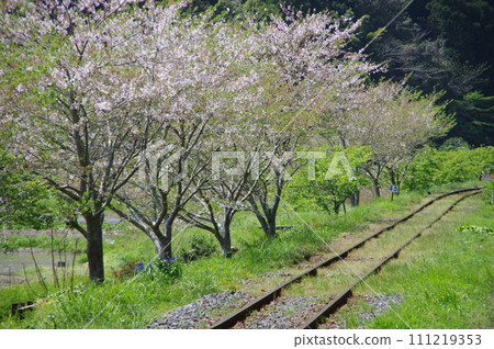 Isumi Railway Cherry blossoms along the tracks 111219353