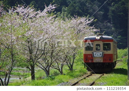 Isumi Railway Express Sotobo Kiha52 and cherry blossoms 111219354