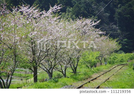 夷隅鐵道 鐵軌兩旁櫻花盛開 111219356