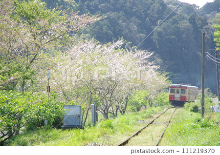 Isumi Railway Express Sotobo Kiha52 and cherry blossoms 111219370