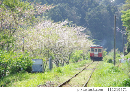 Isumi Railway Express Sotobo Kiha52 and cherry blossoms 111219371