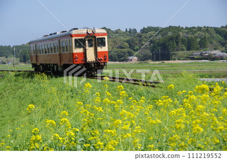 Isumi Railway Kiha 52 paperback and rape blossoms Isumi Railway Kiha 52 paperback and rape blossoms 111219552