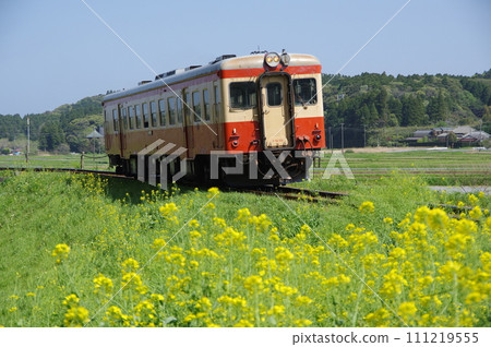 Isumi Railway Kiha 52 paperback and rape blossoms Isumi Railway Kiha 52 paperback and rape blossoms 111219555