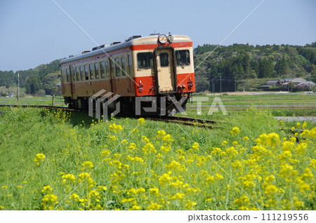 Isumi Railway Kiha 52 paperback and rape blossoms 111219556