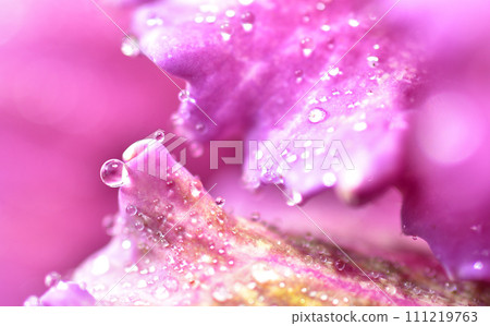 image of water droplets on a plant 111219763