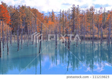 Shirogane blue pond of autumn leaves Shirogane blue pond of autumn leaves 111219823