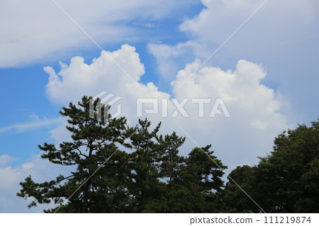 樹林之外的天空可見 111219874