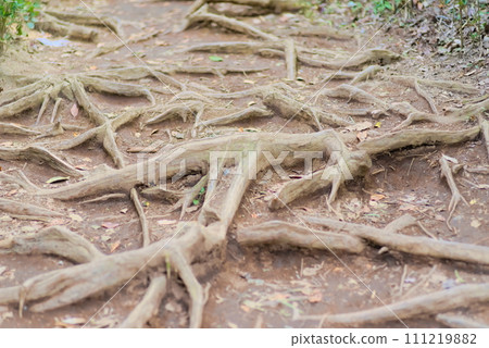 山路上的樹根錯綜複雜地盤根錯節 山路上的樹根錯綜複雜地盤根錯節 111219882