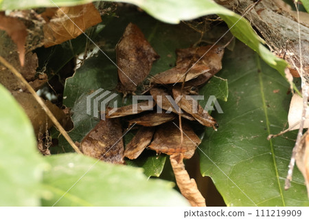 Creatures Insects Purple Swift, January. About ten of them are overwintering in the gaps between the leaves of the Aoki tree. 111219909