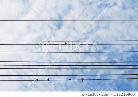 鳥停在電線上 鳥停在電線上 111219960