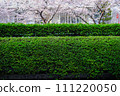 Beautiful green belt of Meiji Dori in Tokyo 111220050