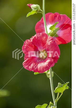 Tattooi Tattooi 111220137