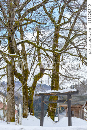 桂神天然紀念物 秋田縣 桂神天然紀念物 秋田縣 111220240