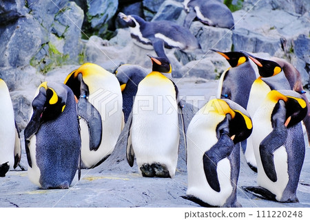 北海道旭川市旭山動物園企鵝館 111220248