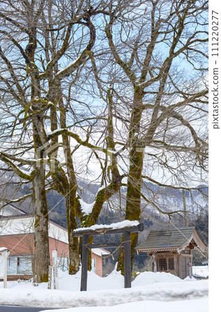 Katsura of the Gods Natural Monument Akita Prefecture Katsura of the Gods Natural Monument Akita Prefecture 111220277