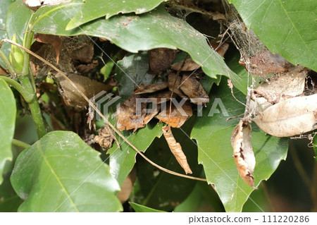 Creatures/Insects: Ten purple swallows overwintering. Are there only dead leaves everywhere you look? stunning protective color 111220286