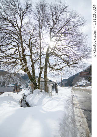 Katsura of the Gods Natural Monument Akita Prefecture 111220324