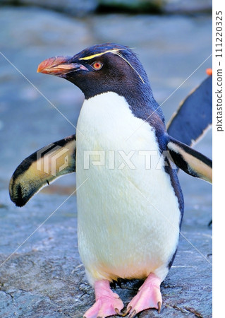 Rockhopper penguin at Asahiyama Zoo Penguin Hall, Asahikawa City, Hokkaido Rockhopper penguin at Asahiyama Zoo Penguin Hall, Asahikawa City, Hokkaido 111220325