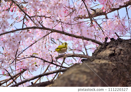 The chestnut of cherry blossoms in full bloom sucking honey The chestnut of cherry blossoms in full bloom sucking honey 111220327