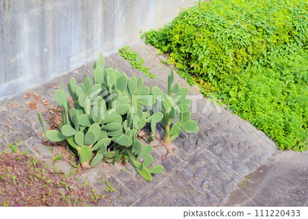 Prickly pear cactus growing from a concrete slope 111220433
