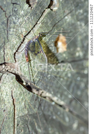 Monkey bowl Monkey bowl 111220467