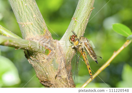 Shioyaabu Shioyaabu 111220548