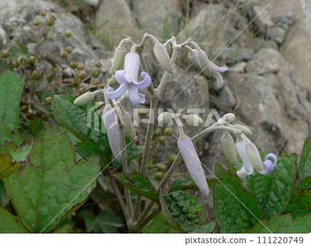 A cute curly button from the Utsukushigahara Plateau in Nagano Prefecture 111220749
