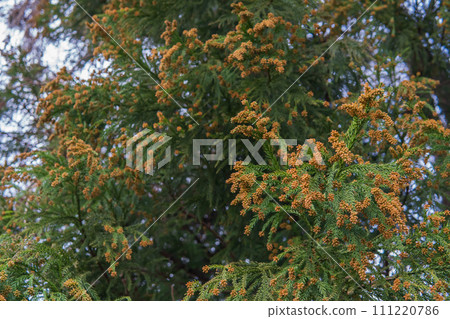 腫脹的橘色雪松花（雌花）/花粉症過敏原 111220786