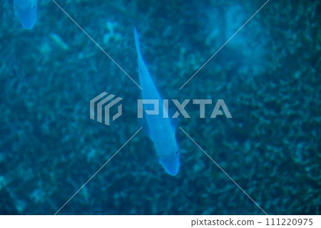 The view from a glass boat in Kabira Bay on Ishigaki Island, Okinawa Prefecture The view from a glass boat in Kabira Bay on Ishigaki Island, Okinawa Prefecture 111220975