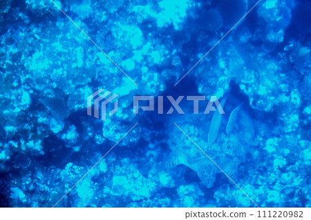 The view from a glass boat in Kabira Bay on Ishigaki Island, Okinawa Prefecture 111220982