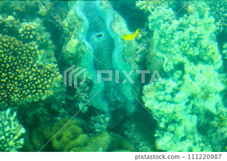 The view from a glass boat in Kabira Bay on Ishigaki Island, Okinawa Prefecture 111220987