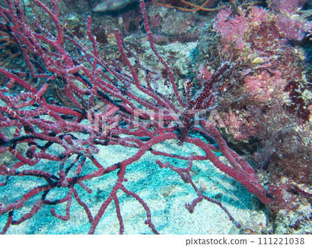 一種偽裝成珊瑚的日本蜥蜴。 111221038