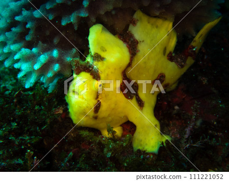 黃躄魚 黃躄魚 111221052