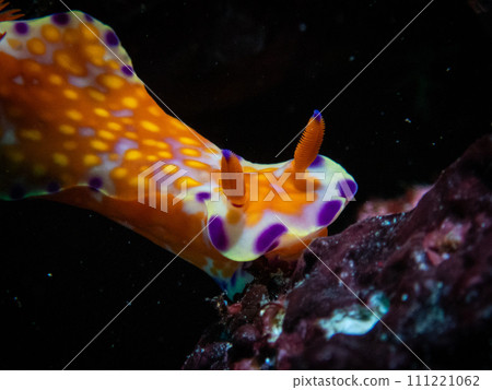 色彩鮮豔的海蛞蝓 111221062