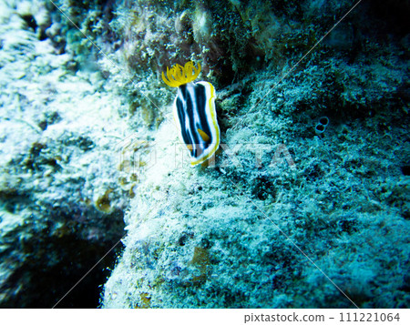 黑眼蛞蝓 111221064