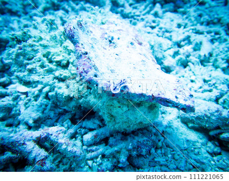 Misole Umizushi 111221065